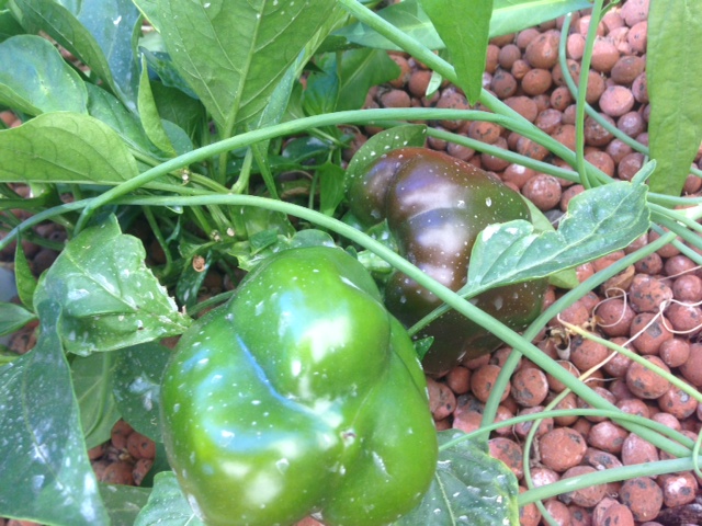 Capsicums-01.jpg