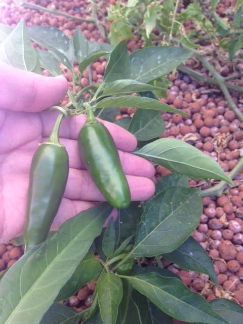 Jalapenos-01.jpg