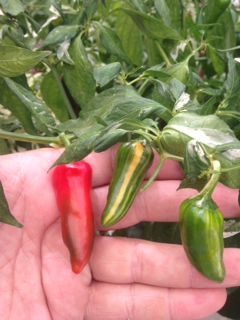 Fish-Chillies-01.jpg