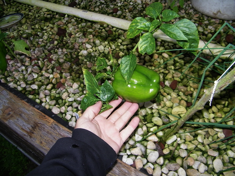 bell pepper 1-25-2014.jpg
