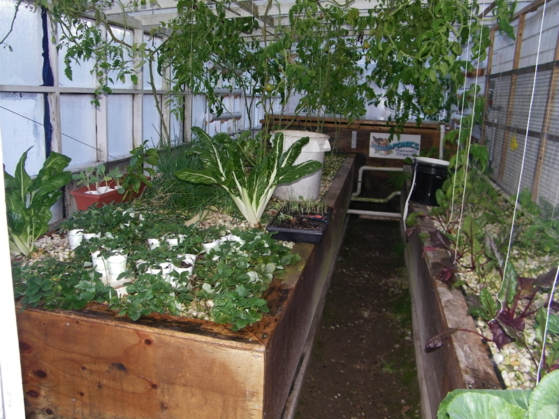 Greenhouse - 1-25-2014.jpg
