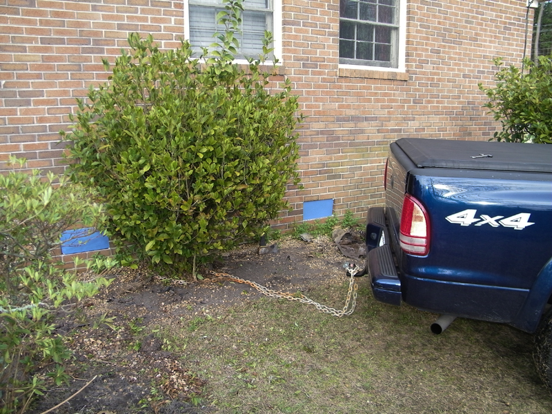 pulling gardenias 1.jpg