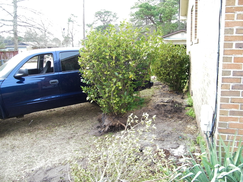 pulling gardenias 2.jpg