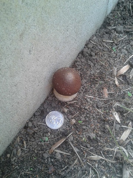 wine caps are running out of the beds.jpg