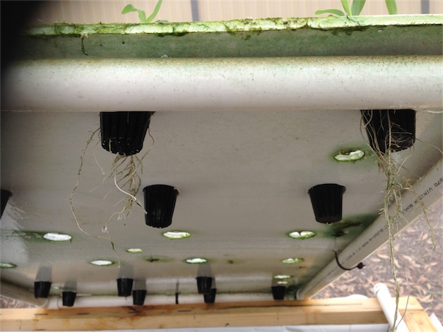 DWC Roots 31.01.14_001.jpeg