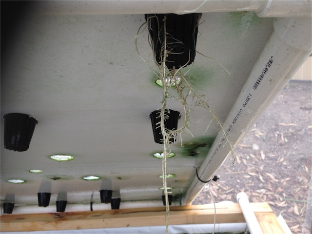 DWC Roots 31.01.14_002.jpeg