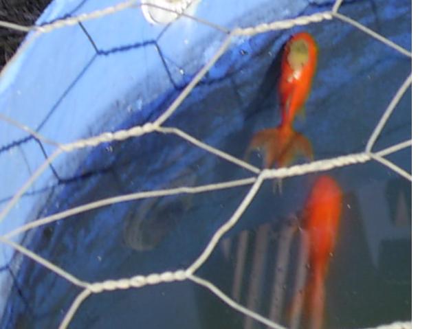 goldfish.JPG