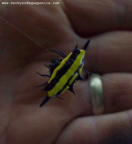 yellowblack spider.jpg