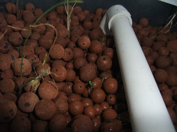 sprouty sprouty things.jpg