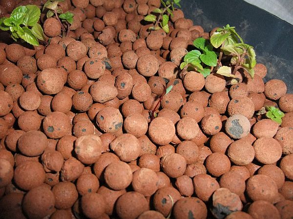 sprouting things.jpg