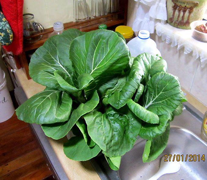 bok-choy-bowl.jpg