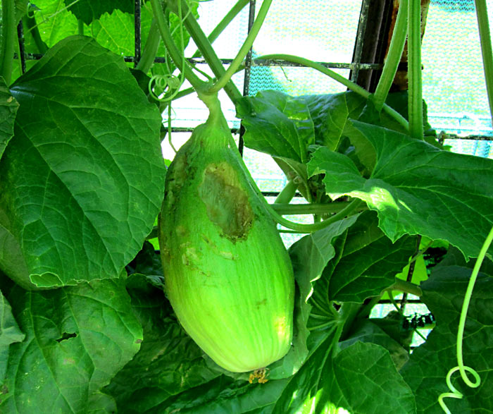 melon-eaten.jpg