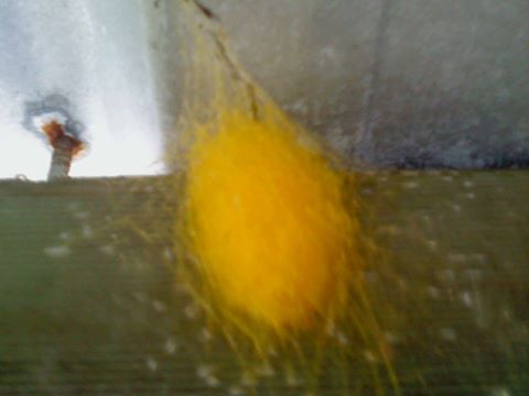 yellow cocoon.php.jpg