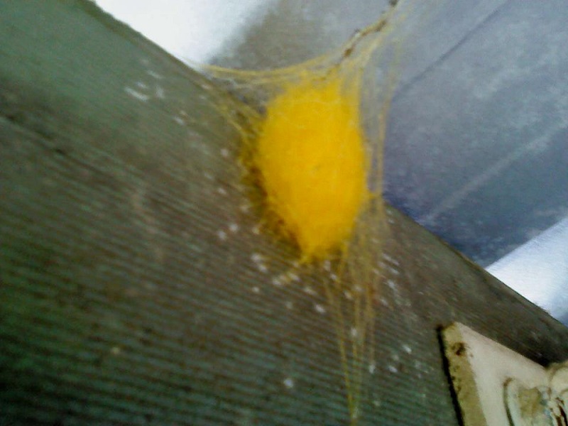 yellow cocoon 2.jpg