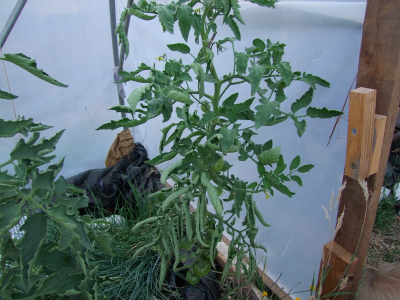 tom problem maybe ap8 017.JPG