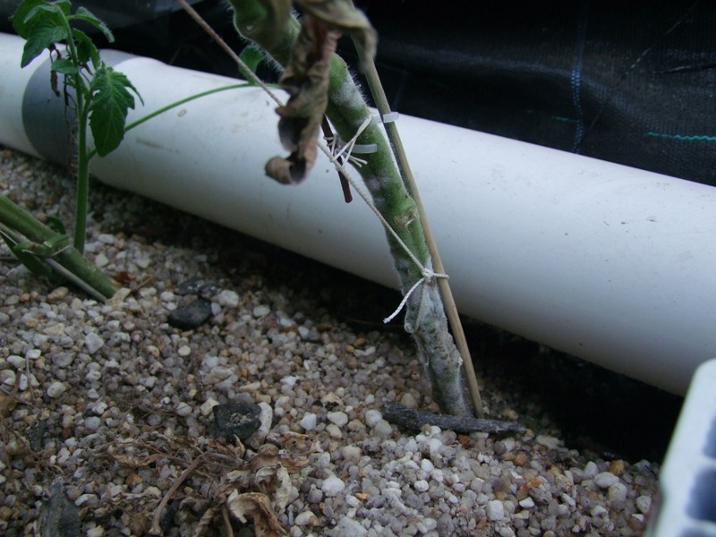 growth at base of tom ap8 037.JPG