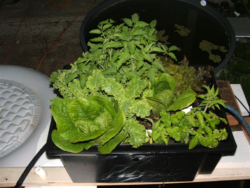 DSCF2619 (Medium).JPG