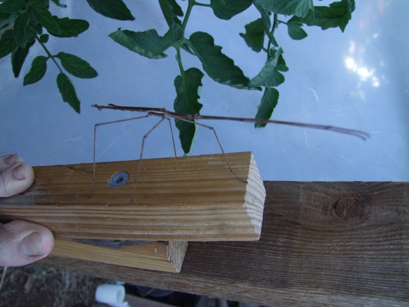 stick amd tope ap8 005.JPG