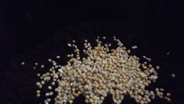 Jan 2014 041 (600x338).jpg