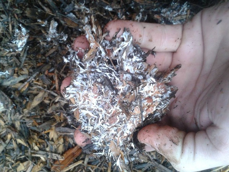 wine cap mycelium.jpg
