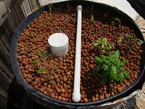 more sproutliness.jpg