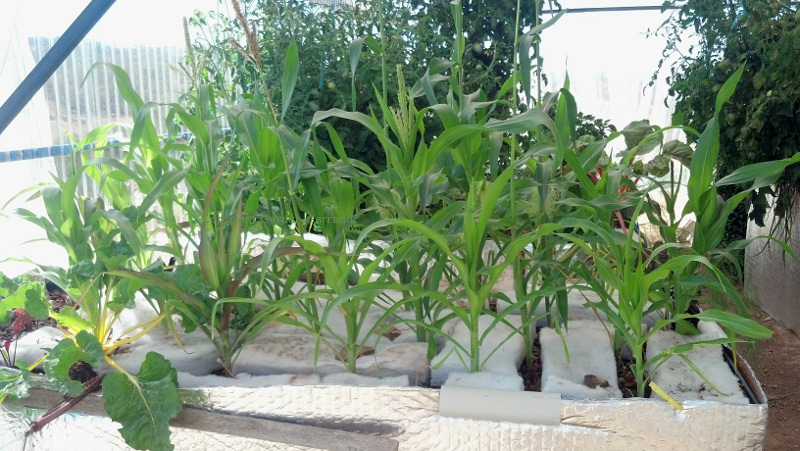 Corn20140208.jpg