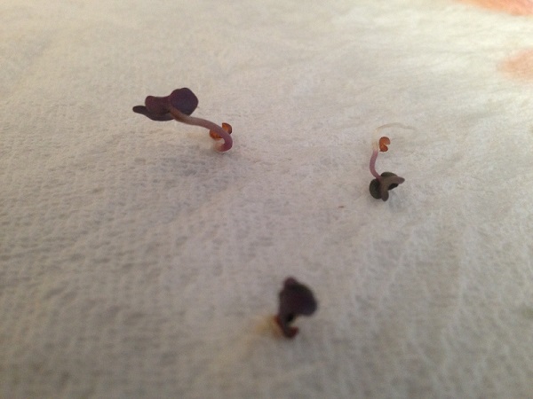 seeds from the paper towell.jpg