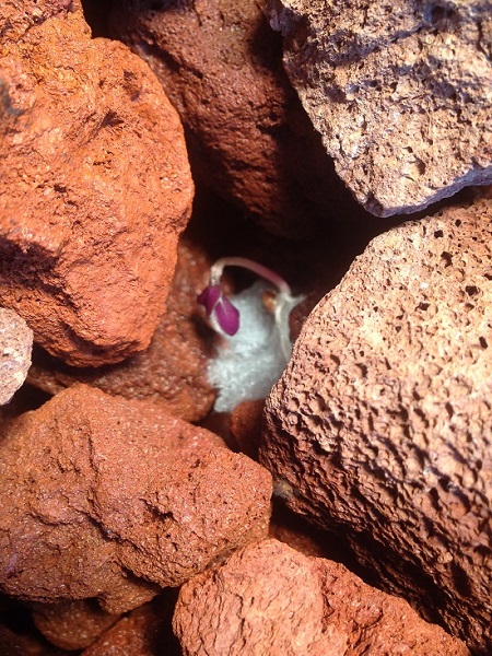 broccoli transplant.jpg