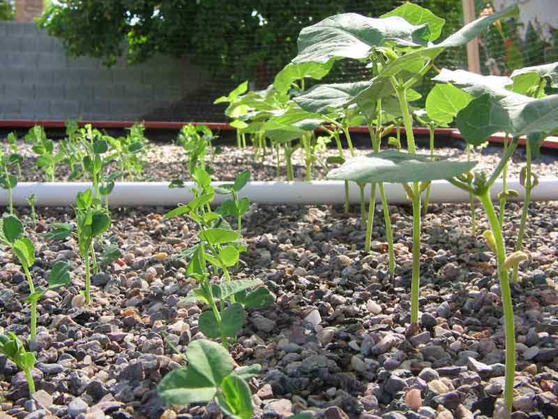Garden-at-8-days-Bean-row.jpg