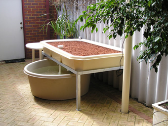 After aquaponics....jpg