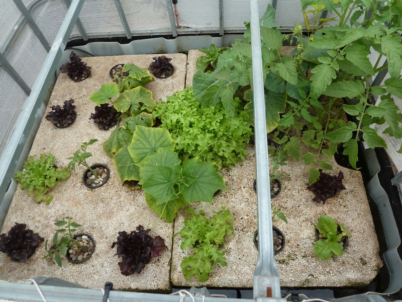 Raft 12th Feb 2014.JPG