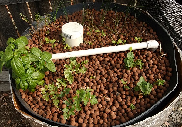 new growth  12th feb.jpg