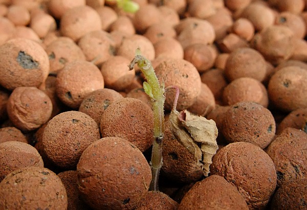 pineapple sage sprouting.jpg