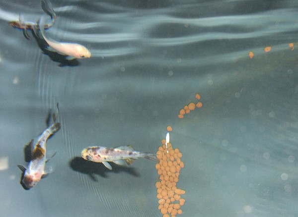 ze little fushes!.jpg