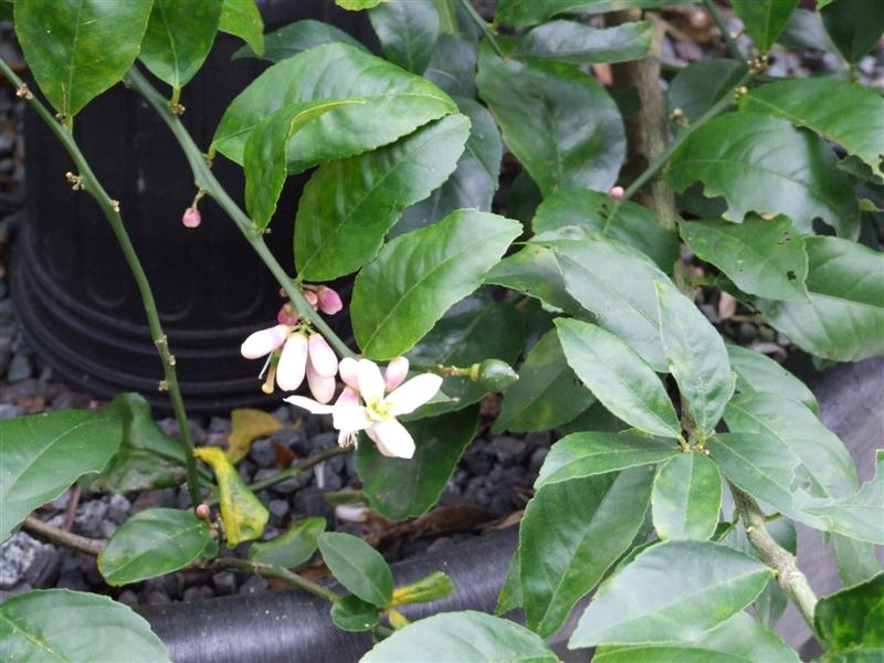 Meyer Lemon (Medium).JPG