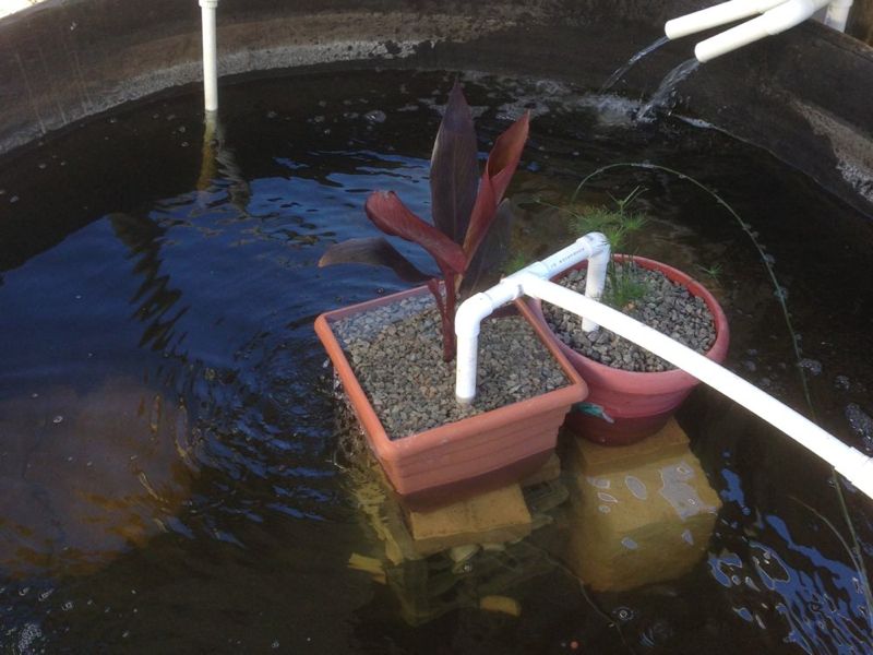 Aquaponics - 92.jpg