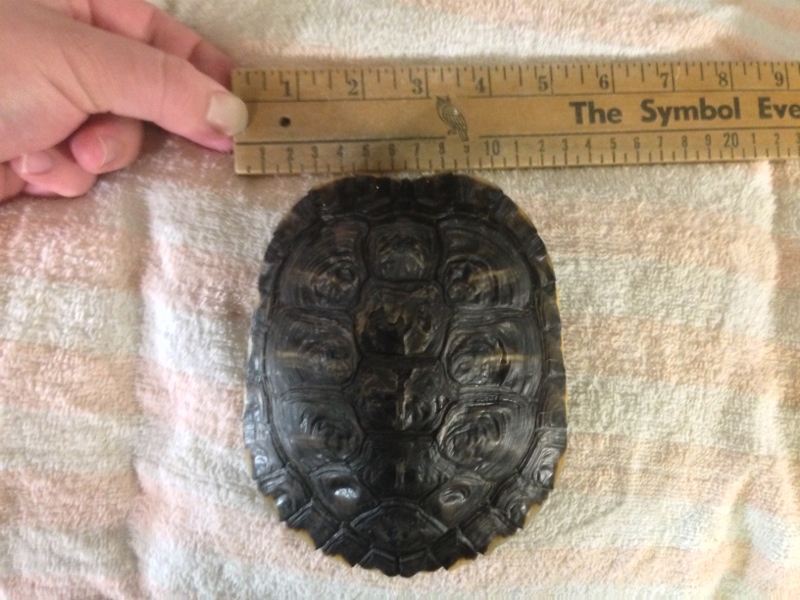 IMG_1296 (3) (800x600).jpg