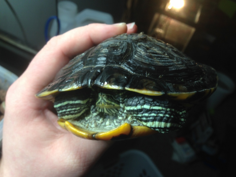 IMG_1292 (3) (800x600).jpg