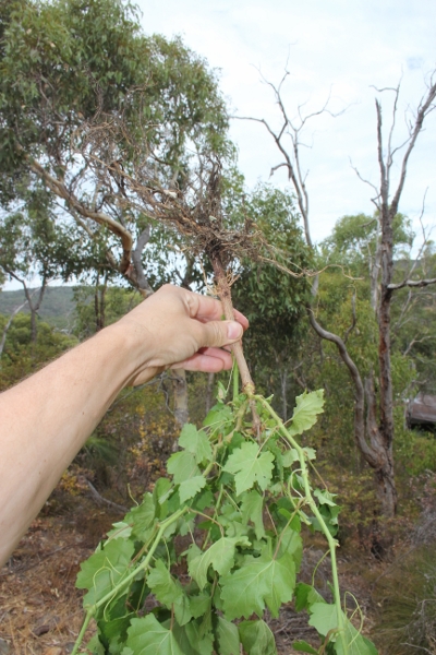 Grape from cutting.jpg