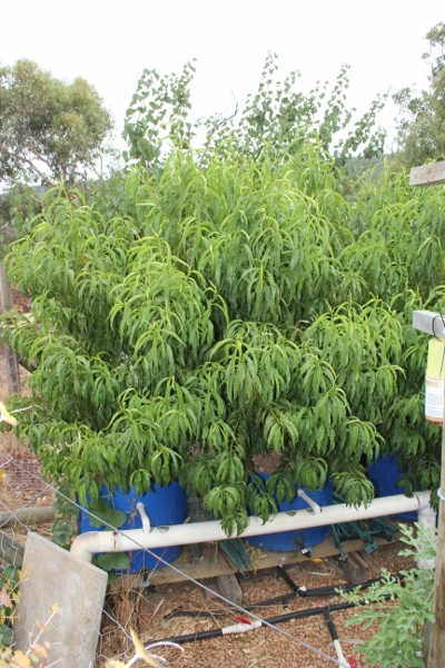 Not so dwarf fruit trees.jpg