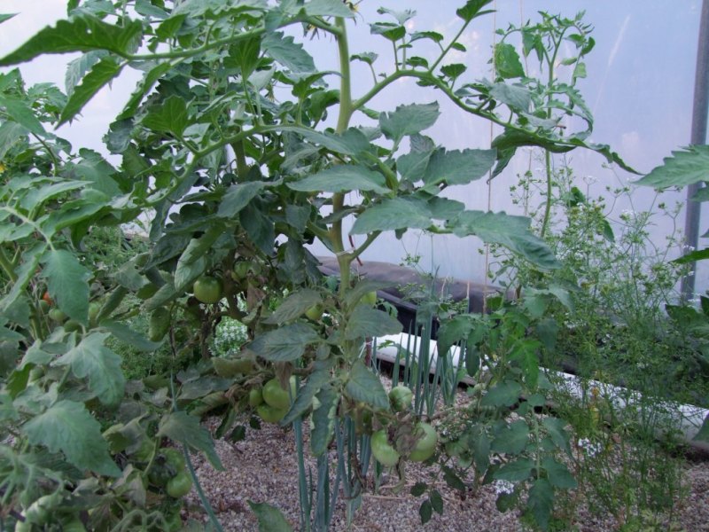 growth at base of tom ap8 037.JPG