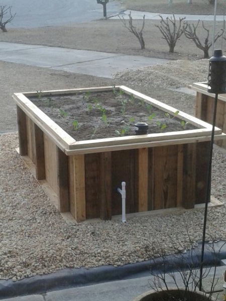 Wicking bed filled and plated with kale broccoli and brussel sprouts.jpg