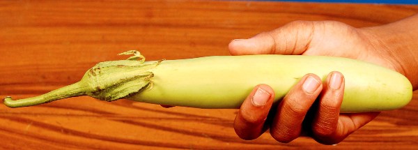 Longest Aquaponics Brinjal 20022014.jpg