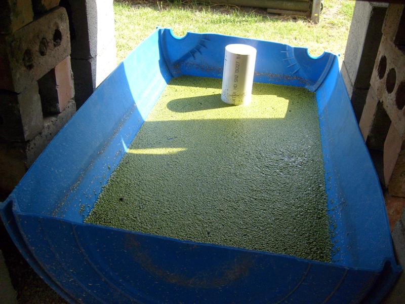 duckweed (Medium).JPG