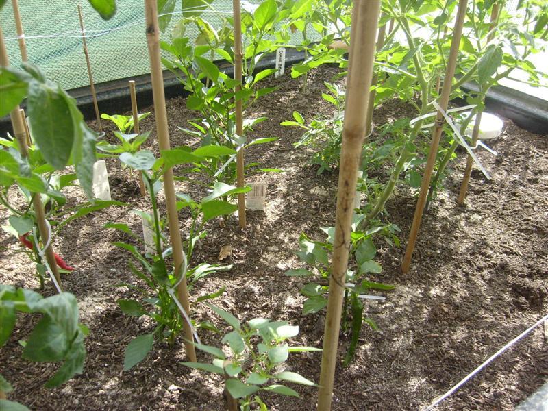 wickingbed_02 (Medium).JPG