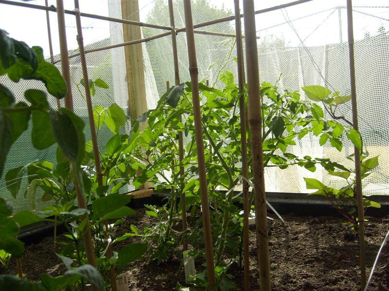 wickingbed_01 (Medium).JPG