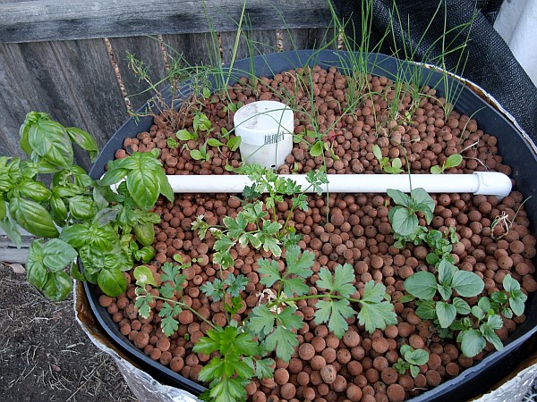 growth 21st feb 2014.jpg