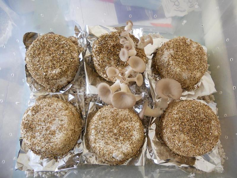 agar 9.12.2013 006.jpg