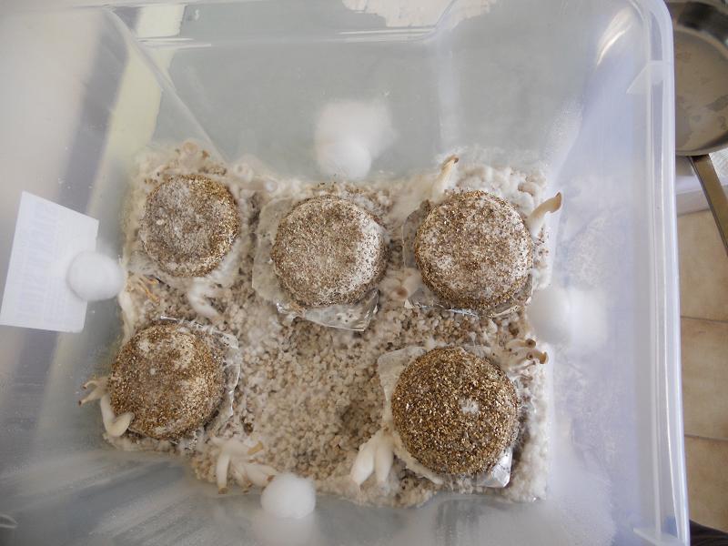 agar 9.12.2013 005.jpg