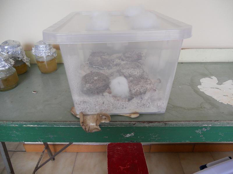 agar 9.12.2013 004.jpg